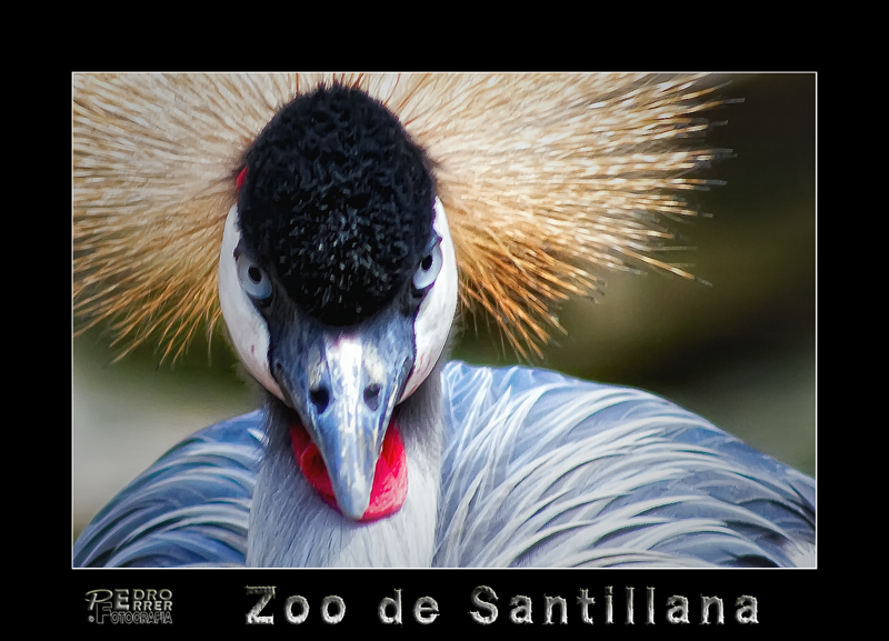 Grulla - Zoo de Santillana del Mar