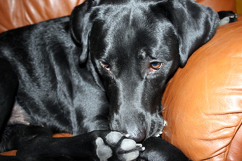 Midnight our Black Labrador Retriever looking adorable on the couch