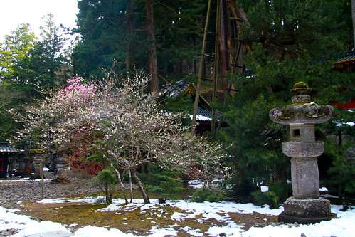 Nikko - Primavera con nieve