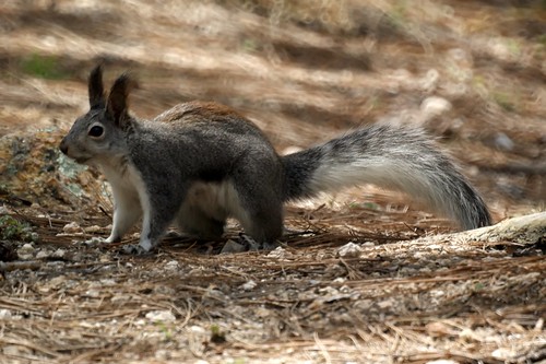 Abert's Squirrel aka Tassel-eared Squirrel