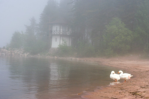 gooses in a haze ©  vasilv_spb