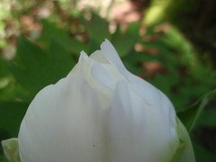 white bud (2)