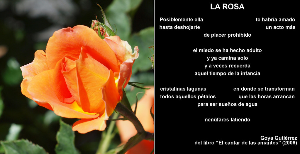 La Rosa (poema). Foto: E. Velo