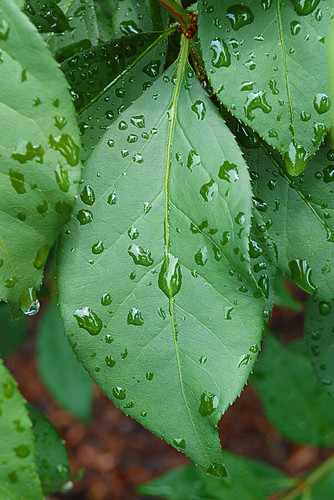 Missouri Botanical Garden (Shaw's Garden), in Saint Louis, MIssouri, USA - leaf with water drops