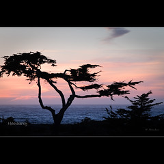 Sunset pine - Monterey - CA *Explore*
