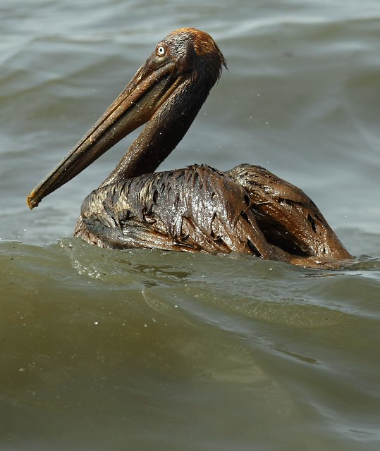 Pelican Gulf Oil Spill, la marea negra