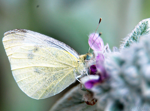 Cabbage White on Lambs Ear