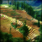 Rice paddies Dream land…