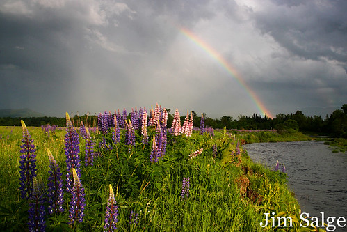 Rainbow Over Lupines - Second Rate...