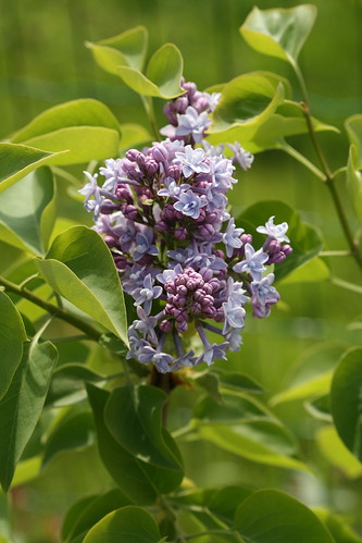 Katherine Havemeyer - harilik sirel / syringa vulgaris / common lilac