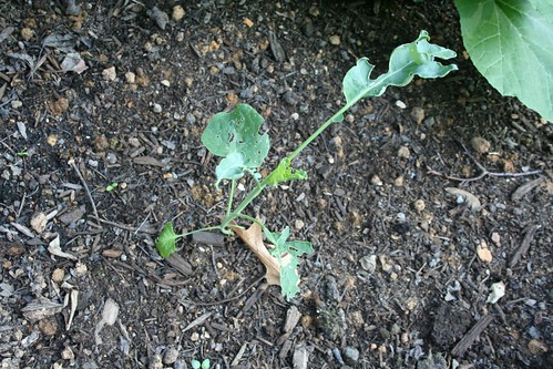 Cabbage worm damage on broccoli