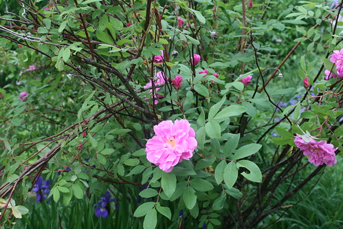 wild roses in my mom's garden