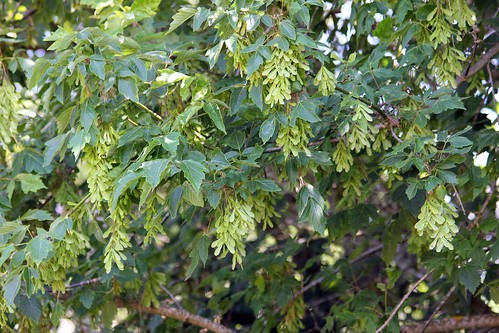 Boxelder Maple Tree – Green Thumbs Garden