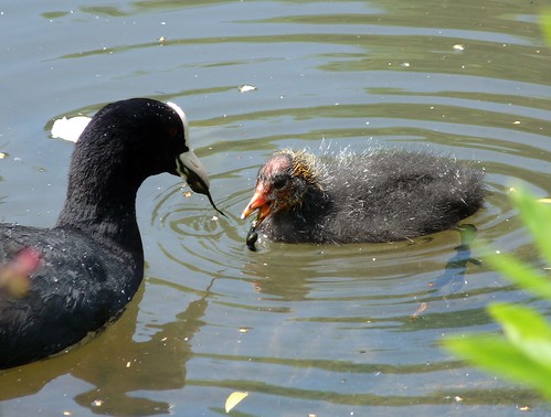 21931 - Baby Coot at WWT