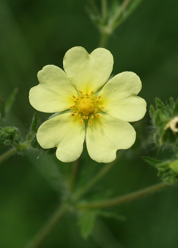 pale yellow weed
