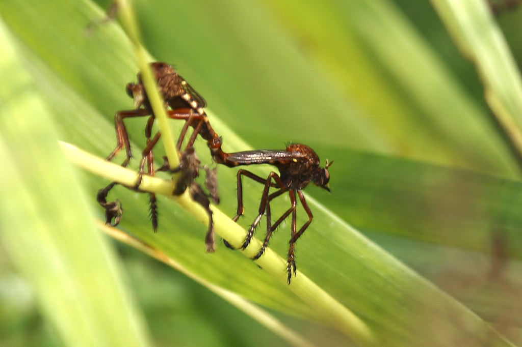 Mating Robber Flies (1)