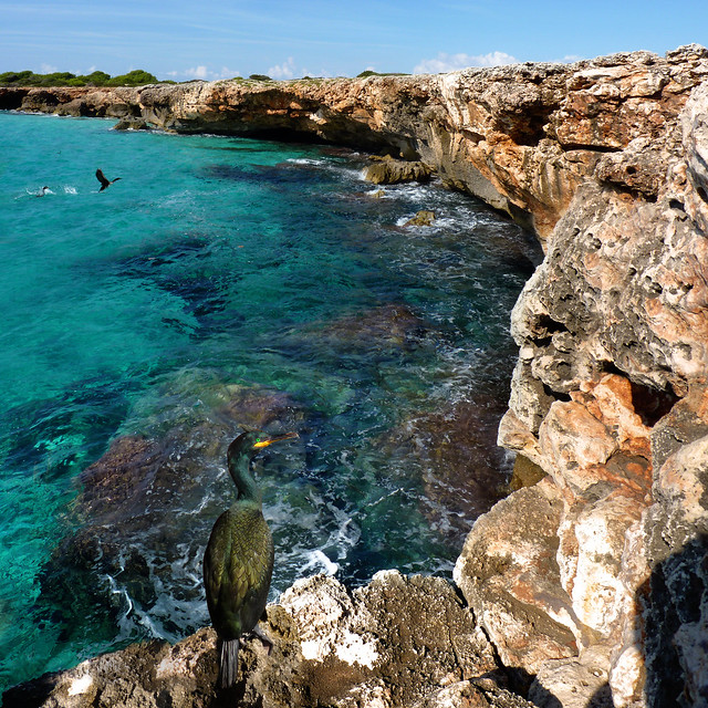 Green Cormorants nesting on the rocky coast of Menorca by B?n