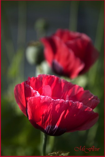 Red Poppy for Remembrance Day :)  Pavot rouge pour la journee de l'Armistice
