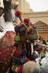 Camel - Muharram Ashura