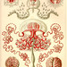 Vintage octopus illustration