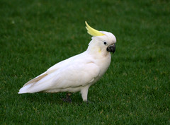Yellow-crested Cockatoo al pascolo