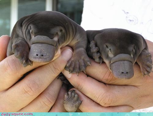 two baby platypi