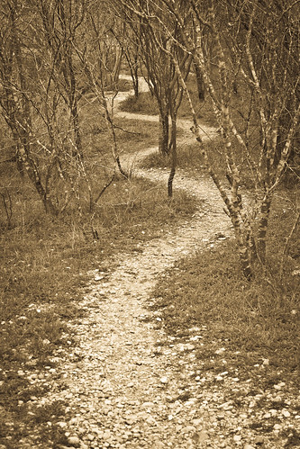 Wooded Path - 269/365 - 5 March 2010