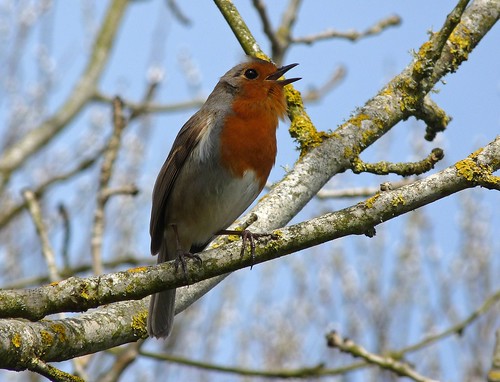 12140 - Robin singing