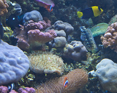 Reef exihbit on ocean acidification.