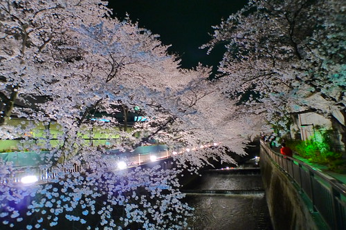 Cherry blossoms over the river outside Toho Studios