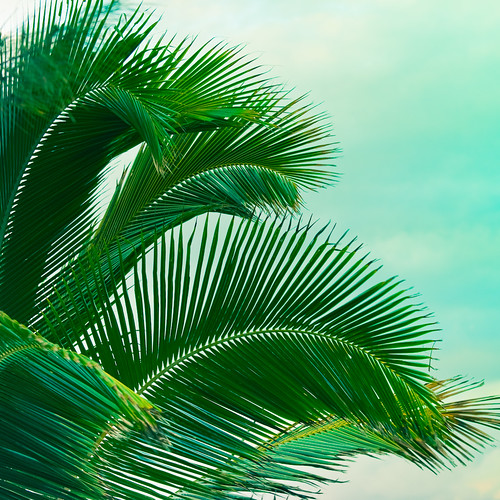 Beach Palm Tree by ►CubaGallery