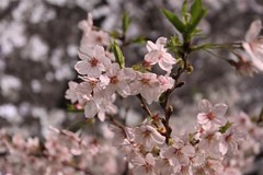 桜サクラ今咲き誇る