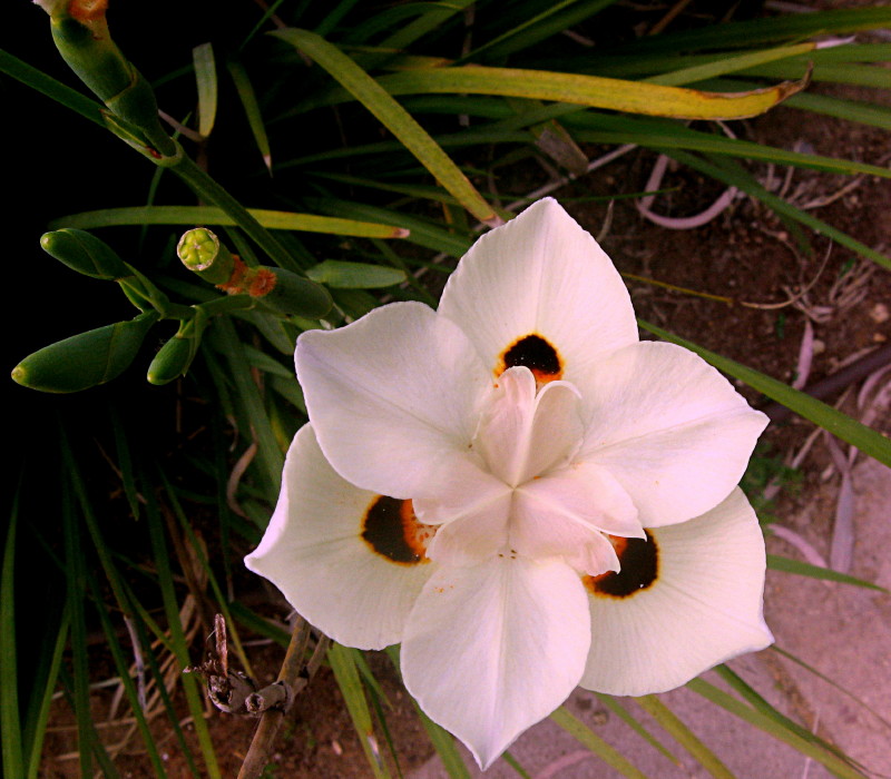 01-05-2010-pretty-park-flower