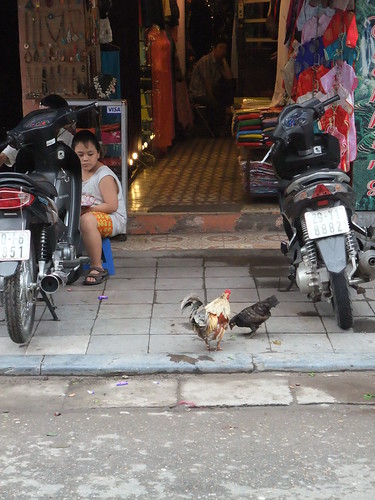 urban chicken