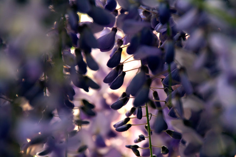 purpleflowers3