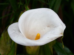 Calla lily in spring rain