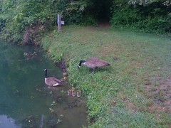  Geese and Goslings