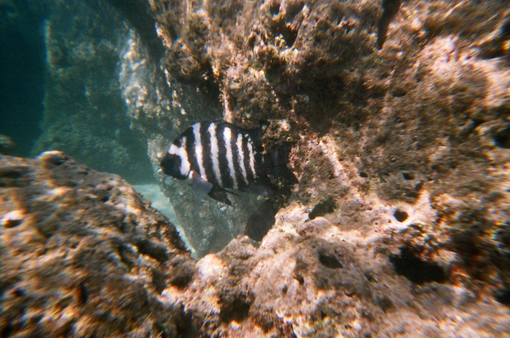 zebra fish