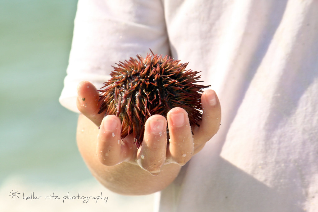 Ocean Treasure_Sea Urchin