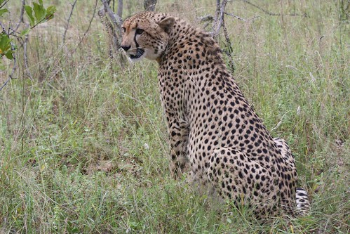 Cheetah ©  Jean & Nathalie