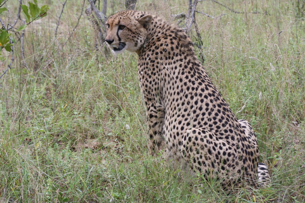 фото: Cheetah