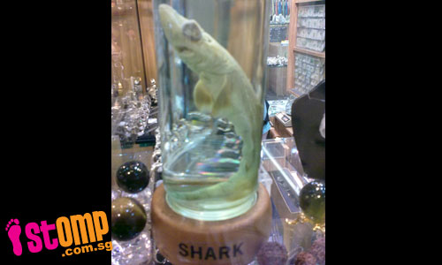 Is this a real baby shark?