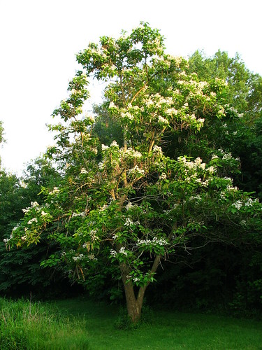 catalpa tree