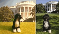 Bo the WH dog by Alice Zinn