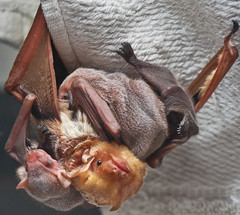 Eastern Red Bat with three babies.