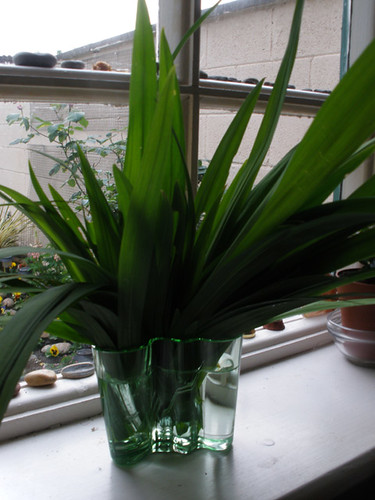 Mam sent me a new green Aalto vase =)