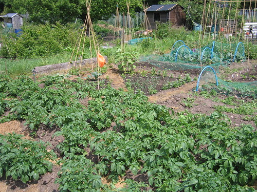 The Allotment 4th June 2010