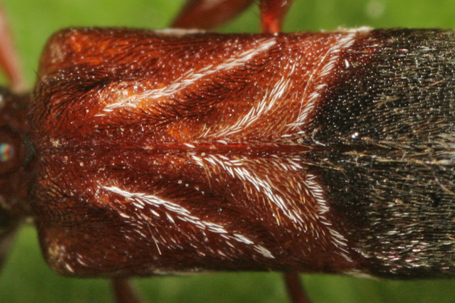 Ant Mimic Longhorned Beetle (Cyrtophorus verrucosus)