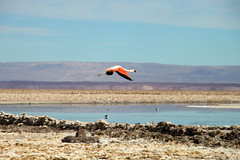 Laguna Chaxarr Atacama