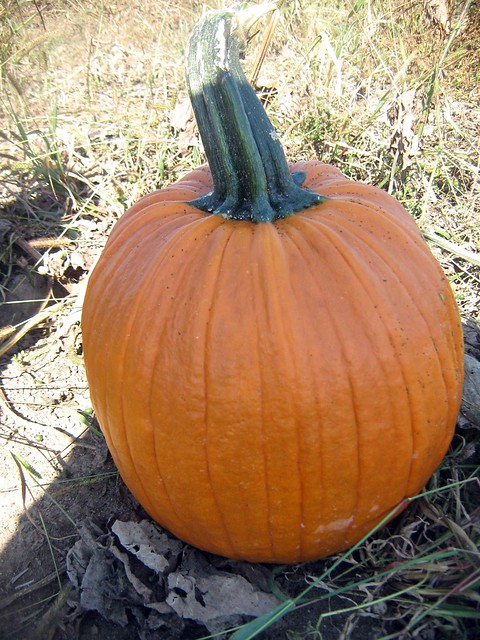 pumpkins 4